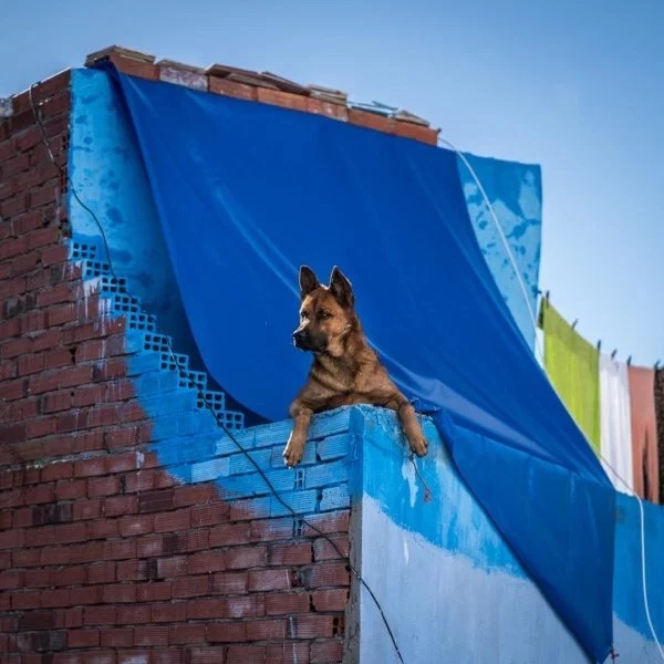 Dogs On The Roofs (24 pics)