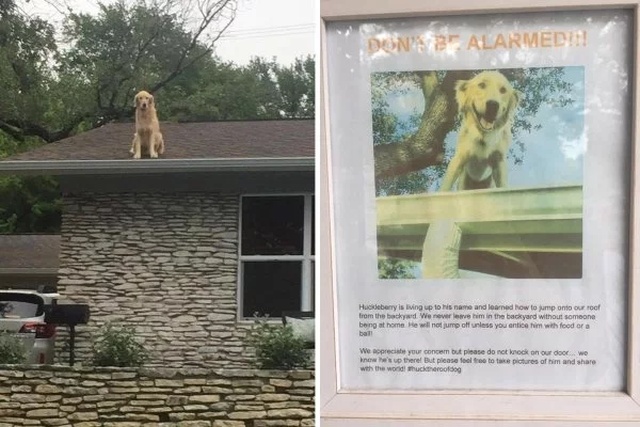 Dogs On The Roofs (24 pics)