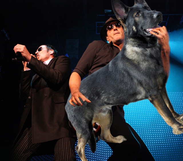 Guitars Replaced With Dogs (20 pics)