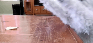 Dogs GIFs (12 gifs)