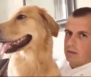 Dogs GIFs (12 gifs)