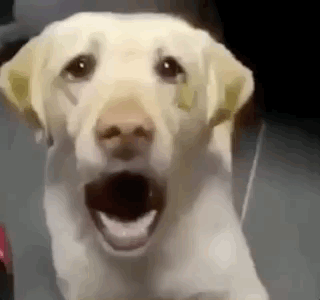 Dogs GIFs (12 gifs)