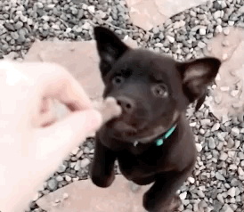 Dogs GIFs (12 gifs)
