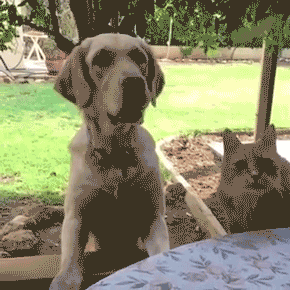 Dogs GIFs (12 gifs)