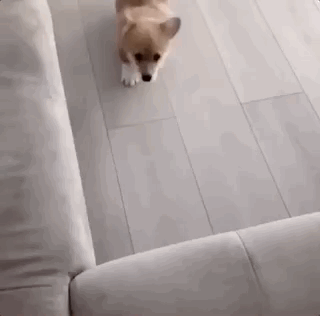 Dogs GIFs (12 gifs)