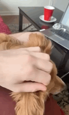 Dogs GIFs (12 gifs)