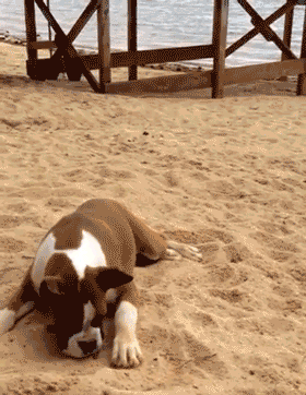Dogs GIFs (12 gifs)