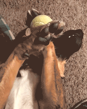 Dogs GIFs (12 gifs)