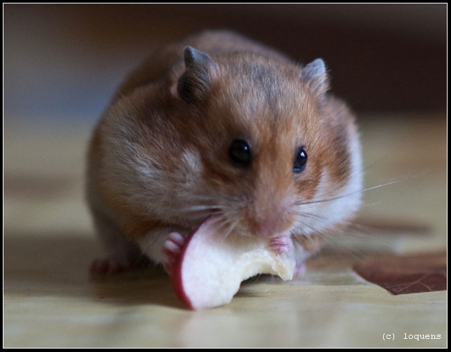Funny Hamsters (20 pics)