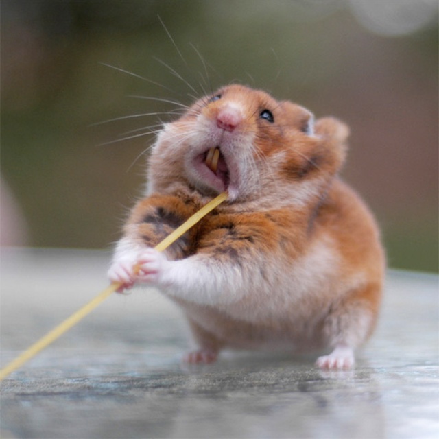 Funny Hamsters (20 pics)