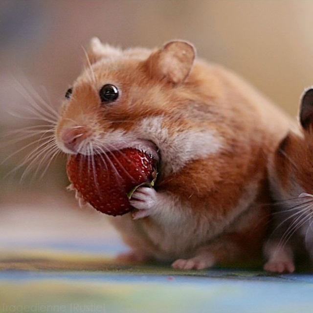 Funny Hamsters (20 pics)