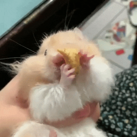 Funny Hamsters (20 pics)