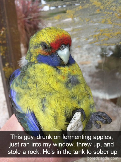 Birds On Snapchat (46 pics)