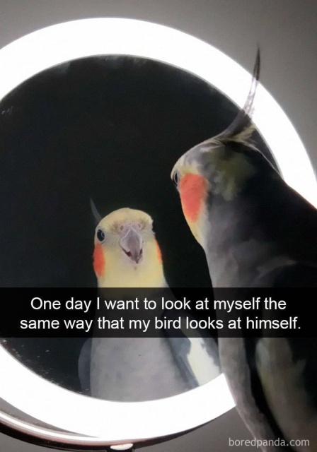 Birds On Snapchat (46 pics)