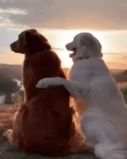 Acid Gifdump, May 16 (25 gifs)
