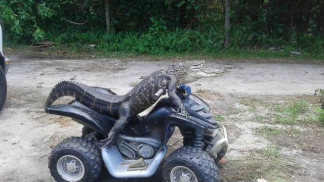 Acid Picdump (63 pics)