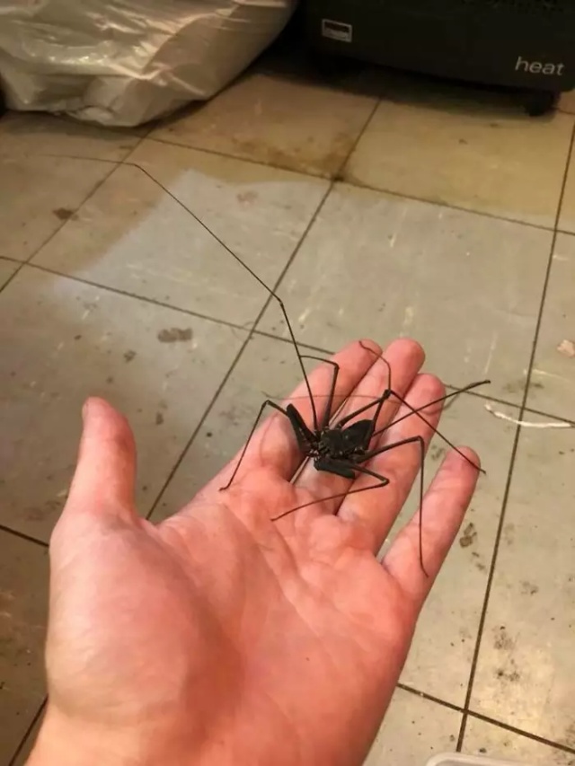 Someone Designed A Bathroom To House Giant Spiders And Its An Arachnophobia Nightmare (5 pics)