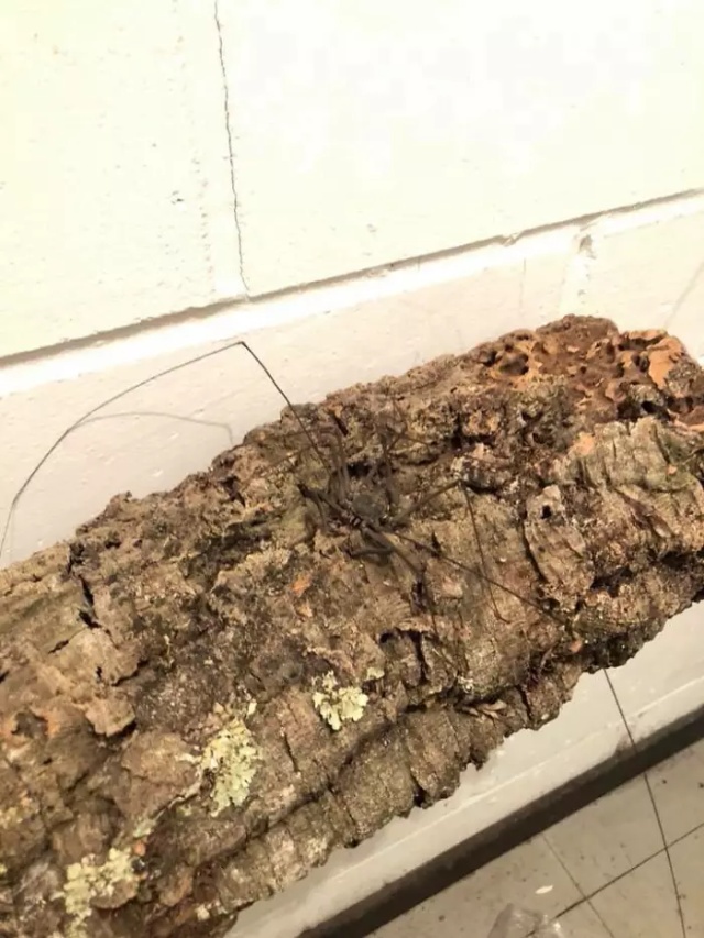 Someone Designed A Bathroom To House Giant Spiders And Its An Arachnophobia Nightmare (5 pics)