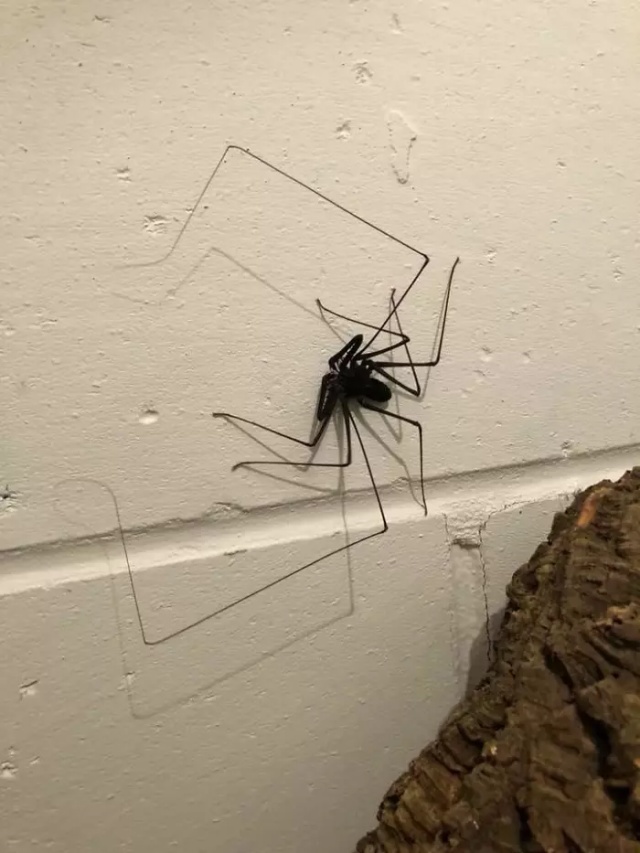 Someone Designed A Bathroom To House Giant Spiders And Its An Arachnophobia Nightmare (5 pics)
