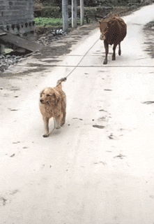 Acid Gifdump, May 20 (25 gifs)