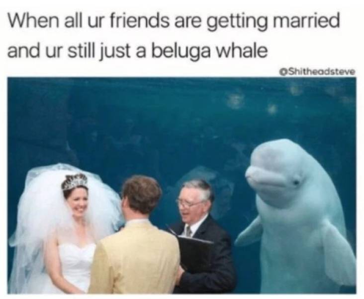 Wedding Party Memes (30 pics)