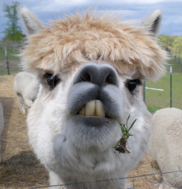 Alpacas and Llamas (20 pics)