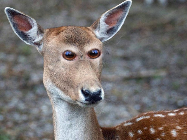 If Animals Had Eyes At The Front (20 pics)