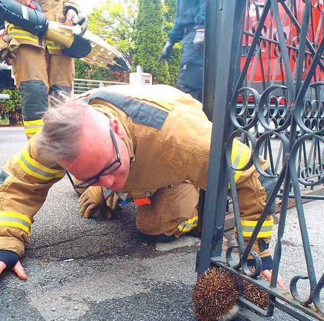 Stuck Hedgehog Rescued In Austria (3 pics)