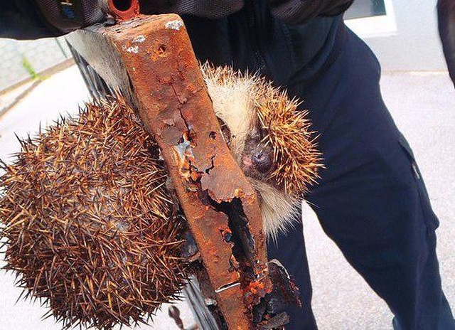 Stuck Hedgehog Rescued In Austria (3 pics)