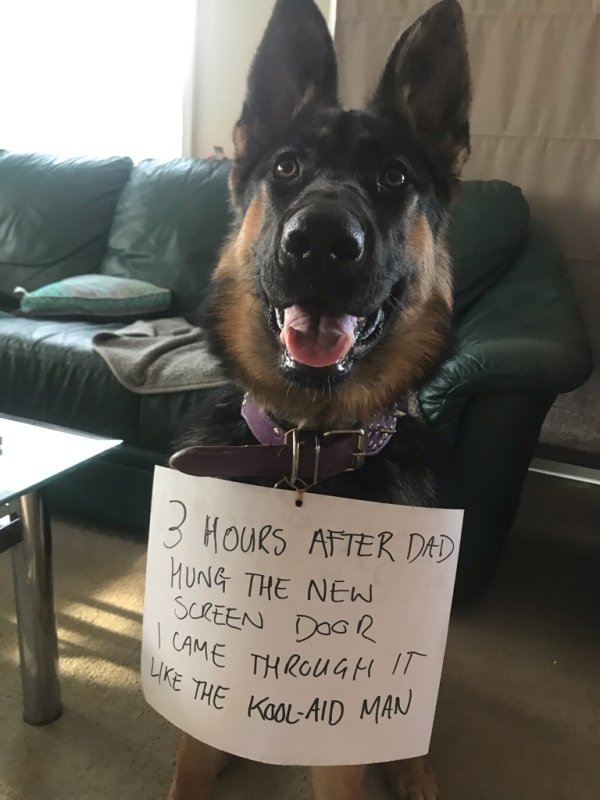 Pet Shaming (27 pics)