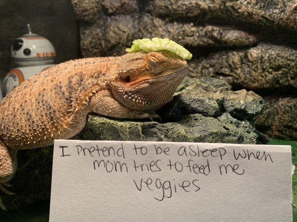 Pet Shaming (27 pics)
