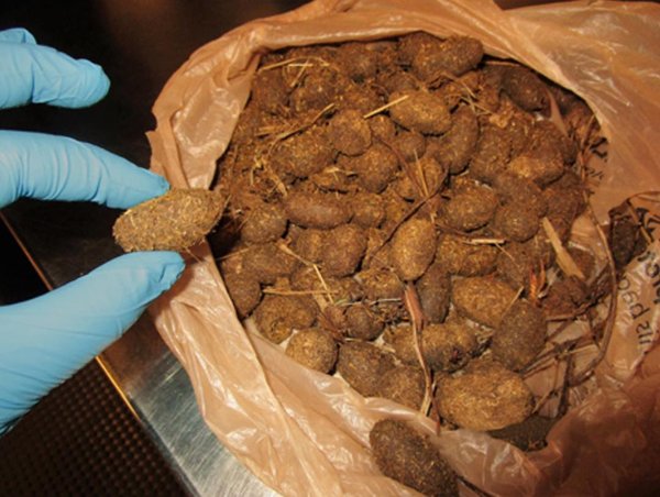 People Were Trying To Smuggle This Staff On Planes (39 pics)