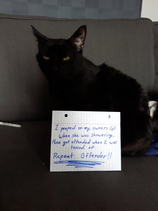 Pet Shaming (27 pics)