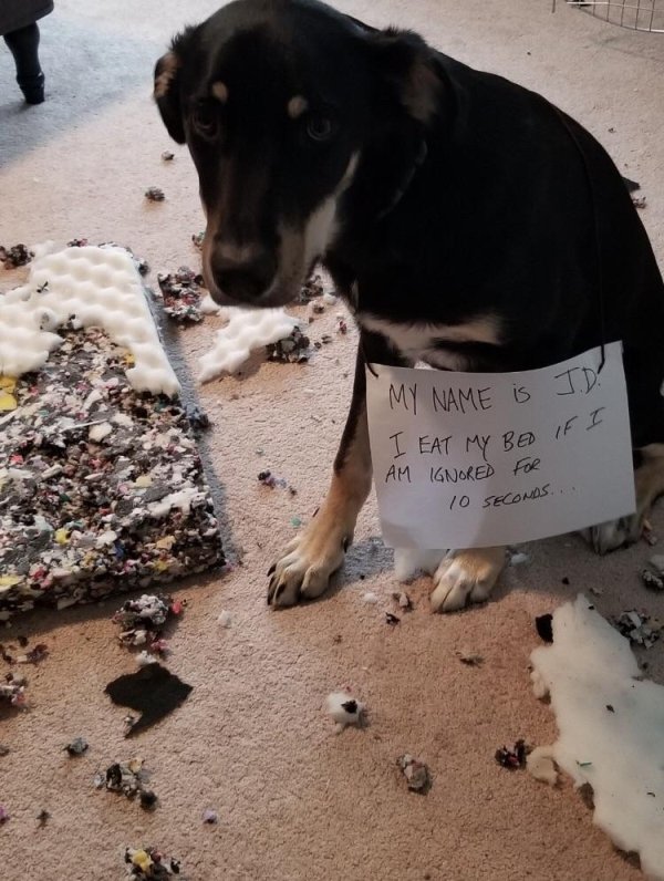 Pet Shaming (27 pics)