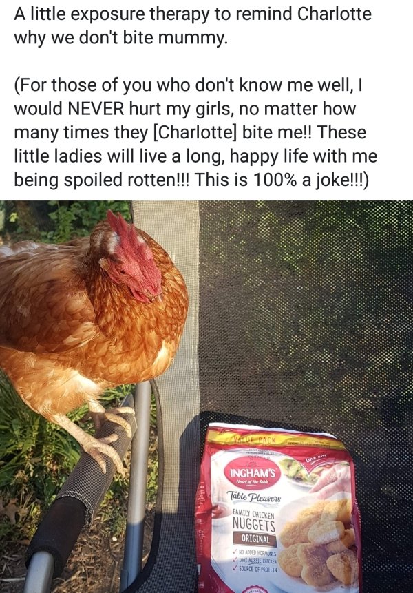 Pet Shaming (27 pics)