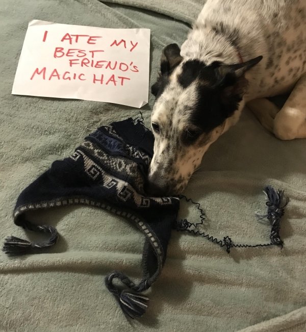 Pet Shaming (27 pics)