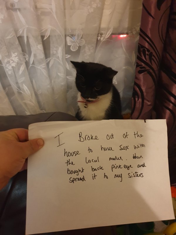 Pet Shaming (27 pics)