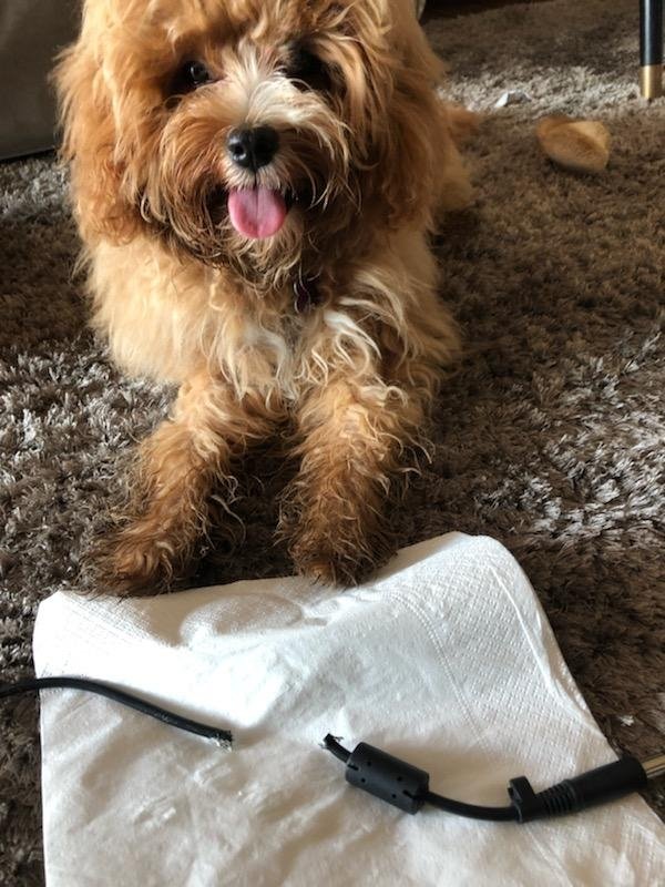 Pet Shaming (27 pics)