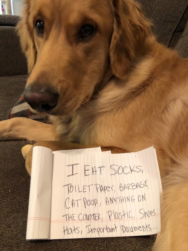 Pet Shaming (27 pics)