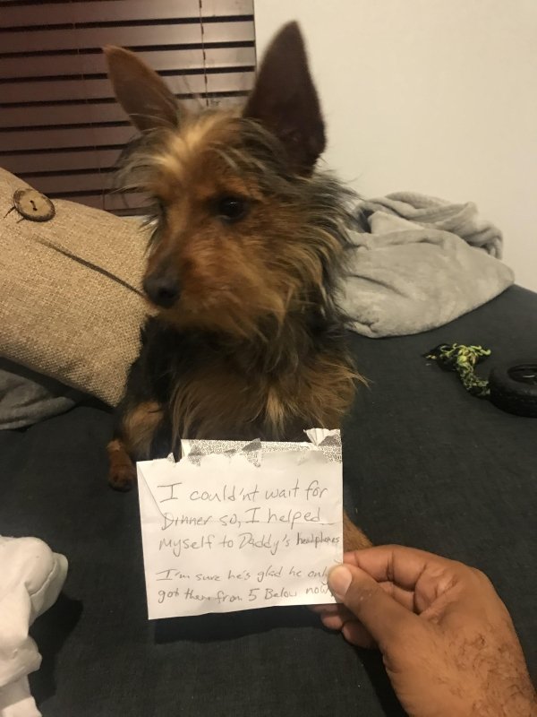 Pet Shaming (27 pics)