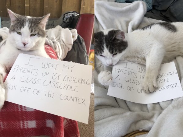 Pet Shaming (27 pics)