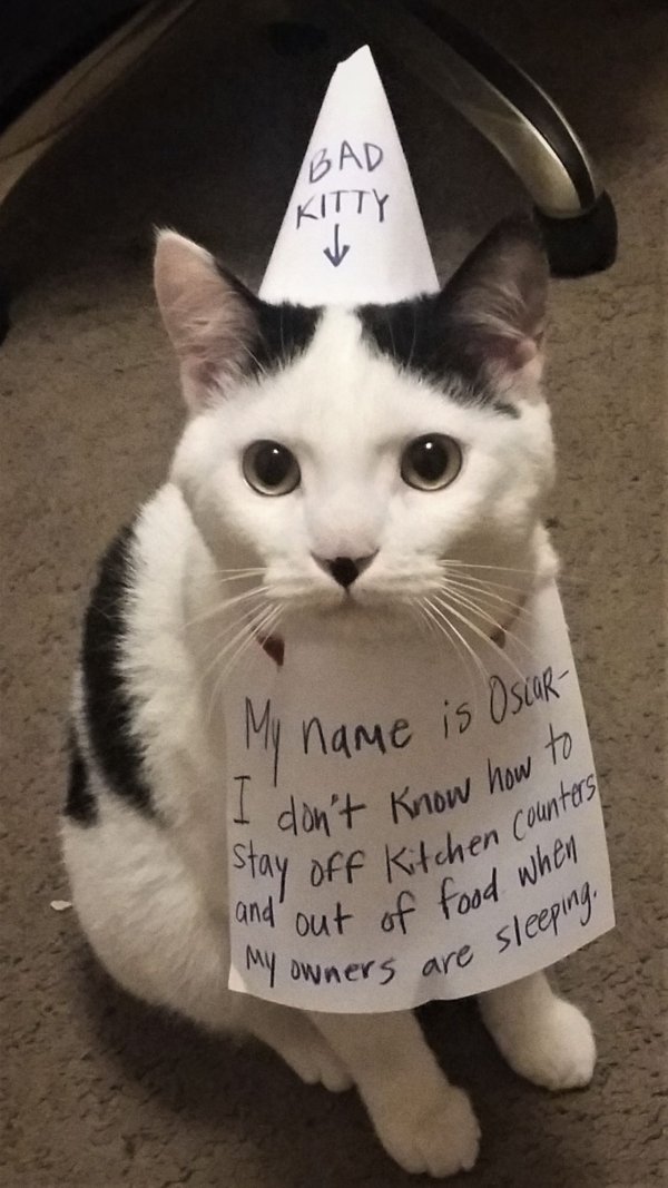 Pet Shaming (27 pics)