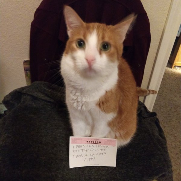 Pet Shaming (27 pics)