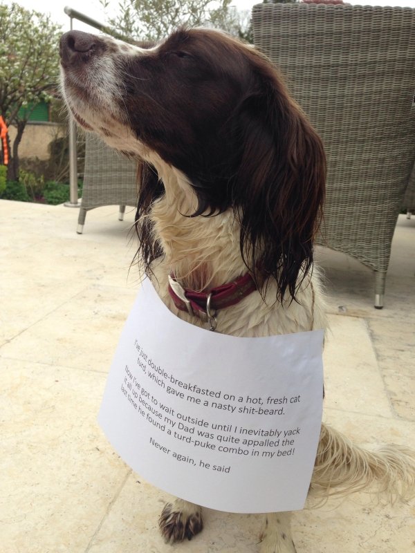Pet Shaming (27 pics)