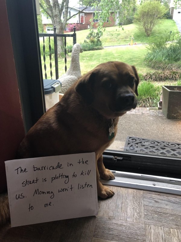 Pet Shaming (27 pics)