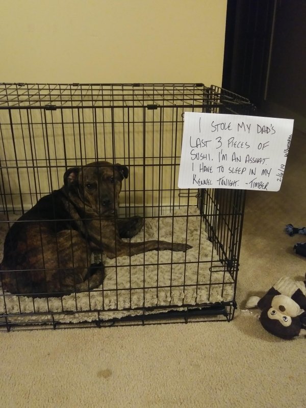 Pet Shaming (27 pics)