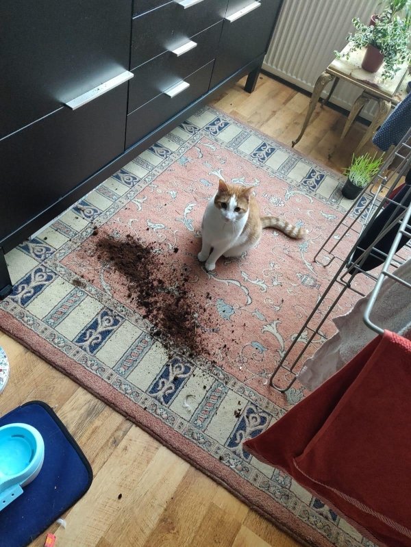 Pet Shaming (27 pics)