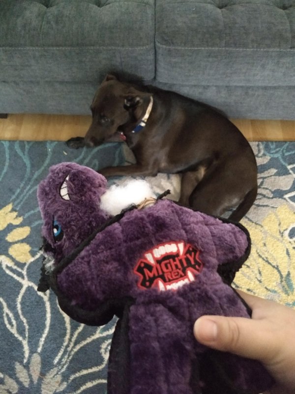 Pet Shaming (27 pics)