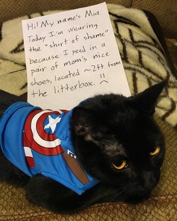 Pet Shaming (27 pics)