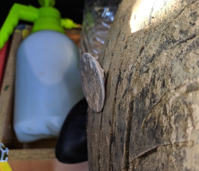 This Monster Broke The Wheel (3 pics)